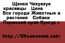Щенки Чихуахуа красавцы › Цена ­ 9 000 - Все города Животные и растения » Собаки   . Пермский край,Кунгур г.